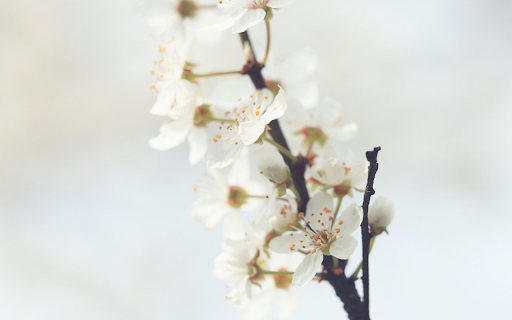 Delicate Spring Bloom  from Chrome web store to be run with OffiDocs Chromium online