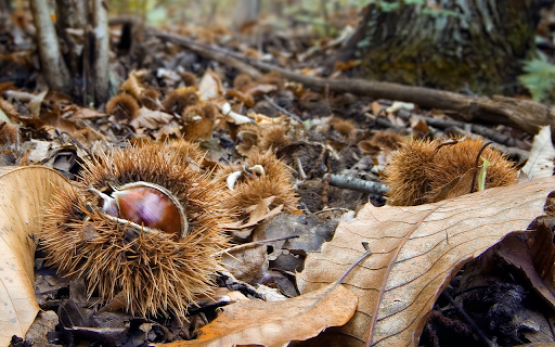 Delicious forest fruit  from Chrome web store to be run with OffiDocs Chromium online