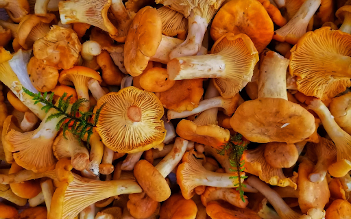 Delicious fresh mushroom meal  from Chrome web store to be run with OffiDocs Chromium online