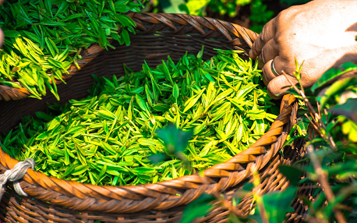 Delicious green tea buds  from Chrome web store to be run with OffiDocs Chromium online