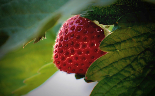 Delicious Wild Strawberries  from Chrome web store to be run with OffiDocs Chromium online
