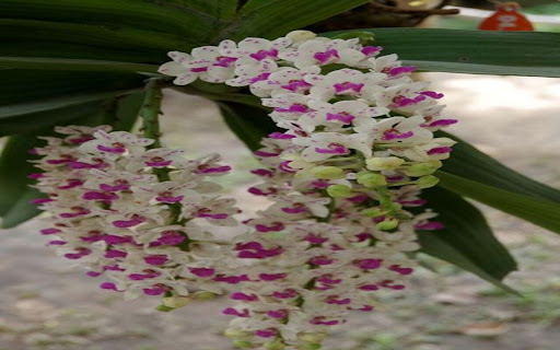 Dendrobium wallpaper  from Chrome web store to be run with OffiDocs Chromium online