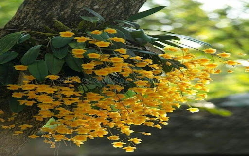 Dendrobium wallpaper yellow flowers  from Chrome web store to be run with OffiDocs Chromium online