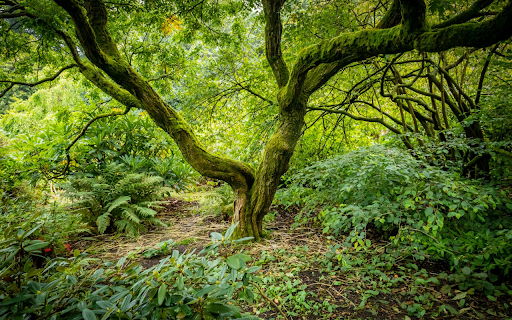 dense forest  from Chrome web store to be run with OffiDocs Chromium online
