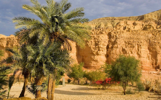 Desert Oasis Palm Trees  from Chrome web store to be run with OffiDocs Chromium online