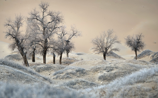 Desert Winter Trees  from Chrome web store to be run with OffiDocs Chromium online