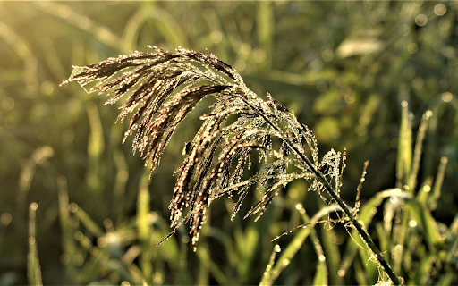 Dew and flowers in the sun  from Chrome web store to be run with OffiDocs Chromium online