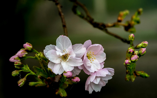Dew condensation on flowers  from Chrome web store to be run with OffiDocs Chromium online