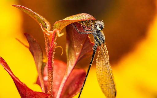 Dew covered dragonfly  from Chrome web store to be run with OffiDocs Chromium online