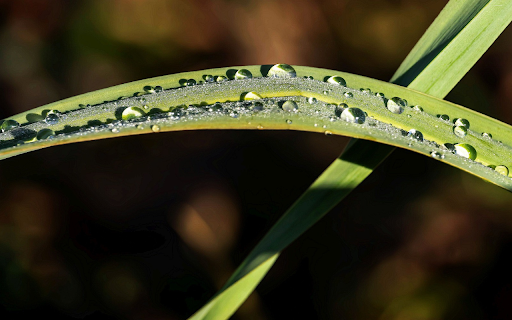 dew covered grass at night  from Chrome web store to be run with OffiDocs Chromium online