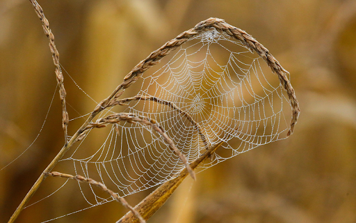 Dew Covered Spider Web on Dry Grass  from Chrome web store to be run with OffiDocs Chromium online