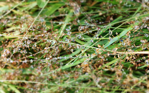 Dew Damp Grass Flowers  from Chrome web store to be run with OffiDocs Chromium online