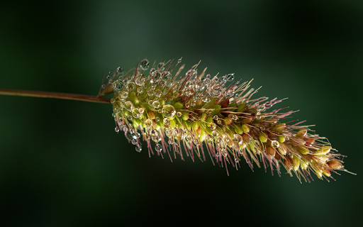 Dew drops on grass  from Chrome web store to be run with OffiDocs Chromium online