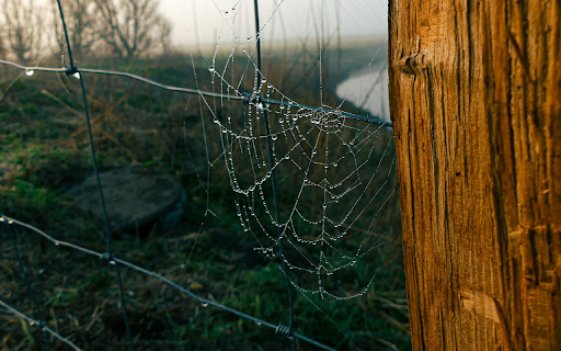 Dew soaked spider web  from Chrome web store to be run with OffiDocs Chromium online