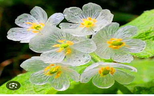 Diphylleia grayi flower wallpaper  from Chrome web store to be run with OffiDocs Chromium online