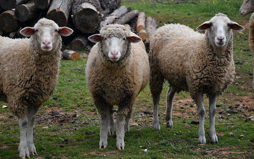 Dirty sheep  from Chrome web store to be run with OffiDocs Chromium online
