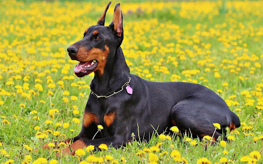 Doberman Puppies in Las Cruces  from Chrome web store to be run with OffiDocs Chromium online