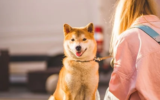 DOG 2 Theme  from Chrome web store to be run with OffiDocs Chromium online