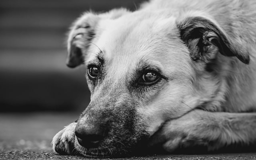 DOG 5 Theme  from Chrome web store to be run with OffiDocs Chromium online