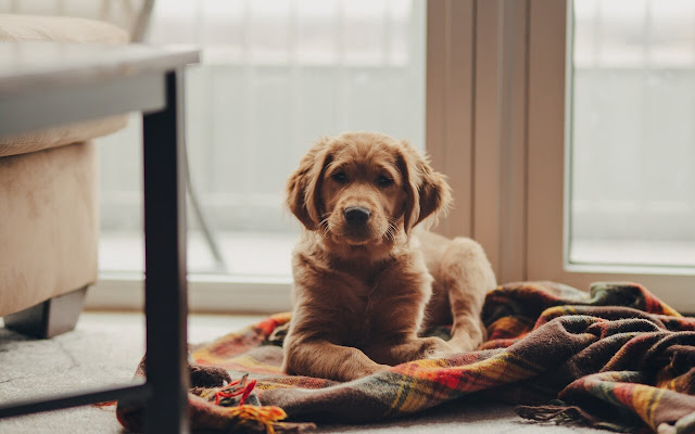 Dog always better  from Chrome web store to be run with OffiDocs Chromium online