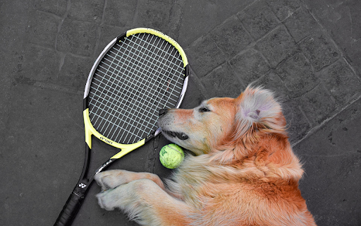 Dog and ball  from Chrome web store to be run with OffiDocs Chromium online