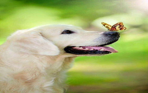 Dog and butterfly wallpaper  from Chrome web store to be run with OffiDocs Chromium online