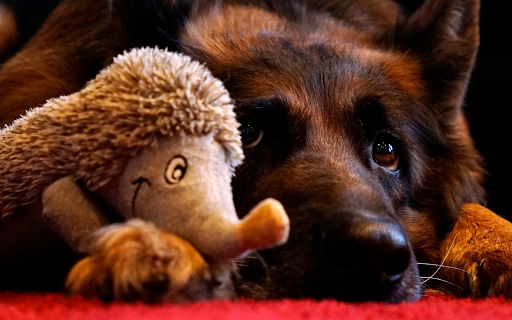 Dog and hedgehog  from Chrome web store to be run with OffiDocs Chromium online