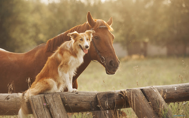 Dog and Horse  from Chrome web store to be run with OffiDocs Chromium online