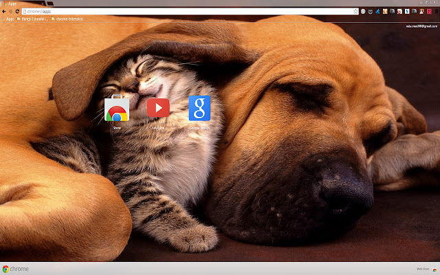 Hund und Kätzchen für eine Auflösung von 1366 x 768 aus dem Chrome-Webshop zur Ausführung mit OffiDocs Chromium online