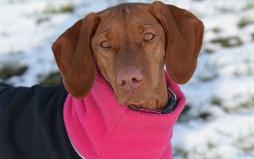 Dog and pink collar  from Chrome web store to be run with OffiDocs Chromium online