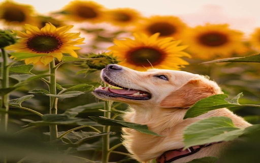 Dog and sunflower wallpaper  from Chrome web store to be run with OffiDocs Chromium online