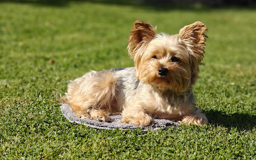 Dog basking in the sun  from Chrome web store to be run with OffiDocs Chromium online