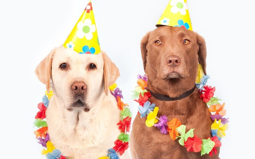 Dog birthday  from Chrome web store to be run with OffiDocs Chromium online