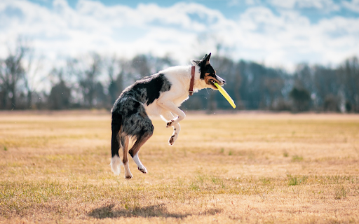 Dog chews plate  from Chrome web store to be run with OffiDocs Chromium online