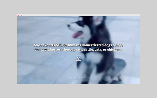 Dog Facts  from Chrome web store to be run with OffiDocs Chromium online