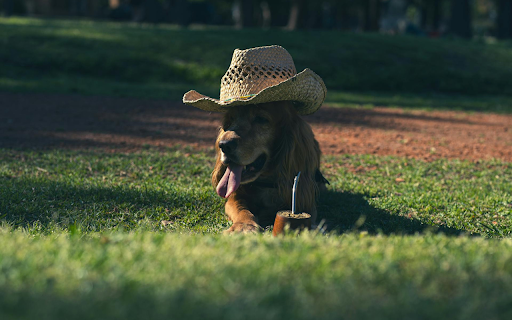 Dog in a Hat  from Chrome web store to be run with OffiDocs Chromium online