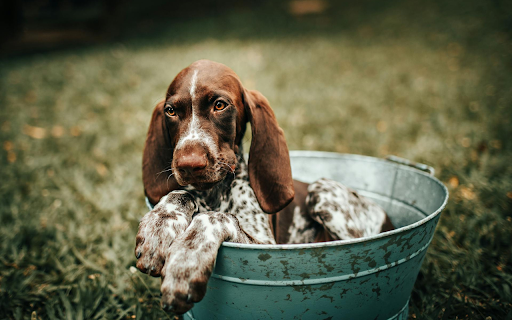 Dog in the Bucket  from Chrome web store to be run with OffiDocs Chromium online