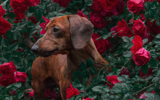 Dog in the flower garden  from Chrome web store to be run with OffiDocs Chromium online