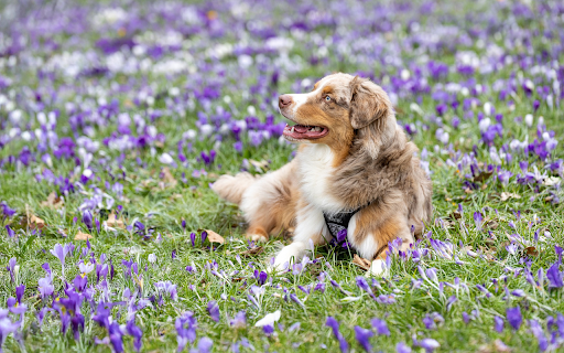 Dog in the middle of the flower bed  from Chrome web store to be run with OffiDocs Chromium online