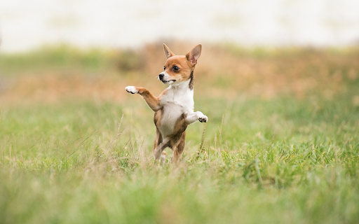 Dog jumping  from Chrome web store to be run with OffiDocs Chromium online