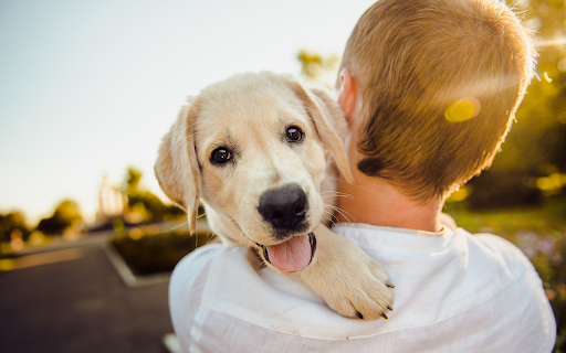 Dog on shoulder  from Chrome web store to be run with OffiDocs Chromium online