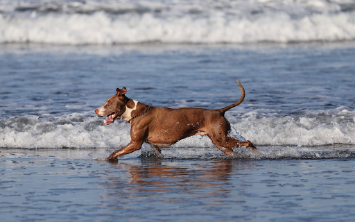 Dog on the beach  from Chrome web store to be run with OffiDocs Chromium online