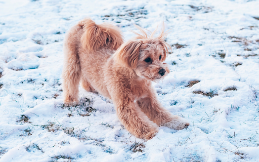 Dog playing in the snow  from Chrome web store to be run with OffiDocs Chromium online