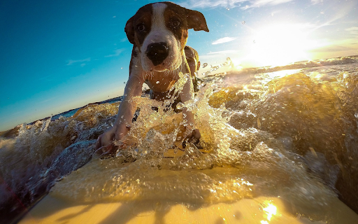Dog playing in the waves  from Chrome web store to be run with OffiDocs Chromium online