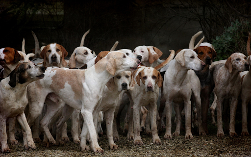 Dogs  from Chrome web store to be run with OffiDocs Chromium online