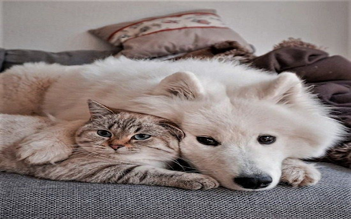 Dogs and cats lying on the sofa Wallpaper  from Chrome web store to be run with OffiDocs Chromium online