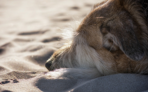 Dog sleeping on the sand  from Chrome web store to be run with OffiDocs Chromium online
