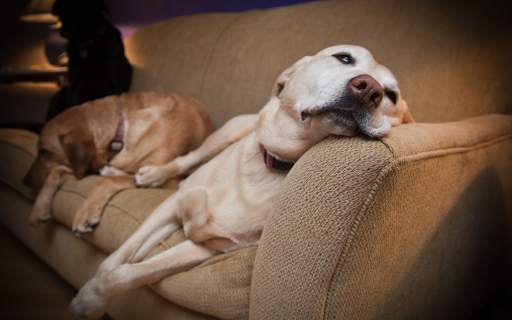 Dogs on the sofa  from Chrome web store to be run with OffiDocs Chromium online