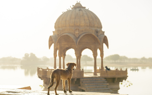 Dog standing on lake  from Chrome web store to be run with OffiDocs Chromium online