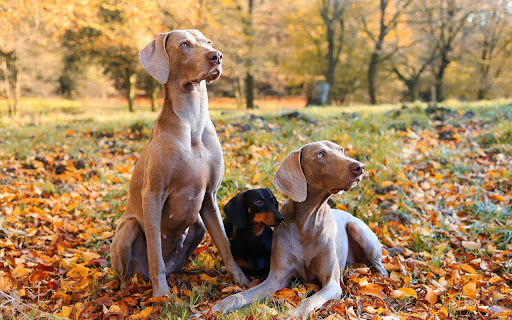 Dog Theme from Chrome web store to be run with OffiDocs Chromium online Dog Theme from Chrome web store to be run with OffiDocs Chromium online